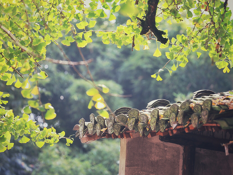 ������Ϸ���ٷ�(�й�)