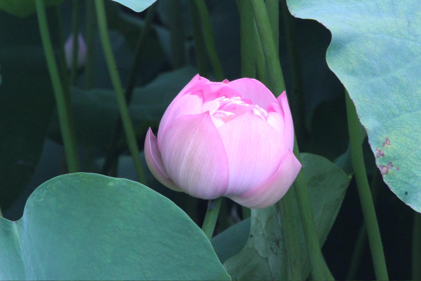 ������Ϸ���ٷ�(�й�)