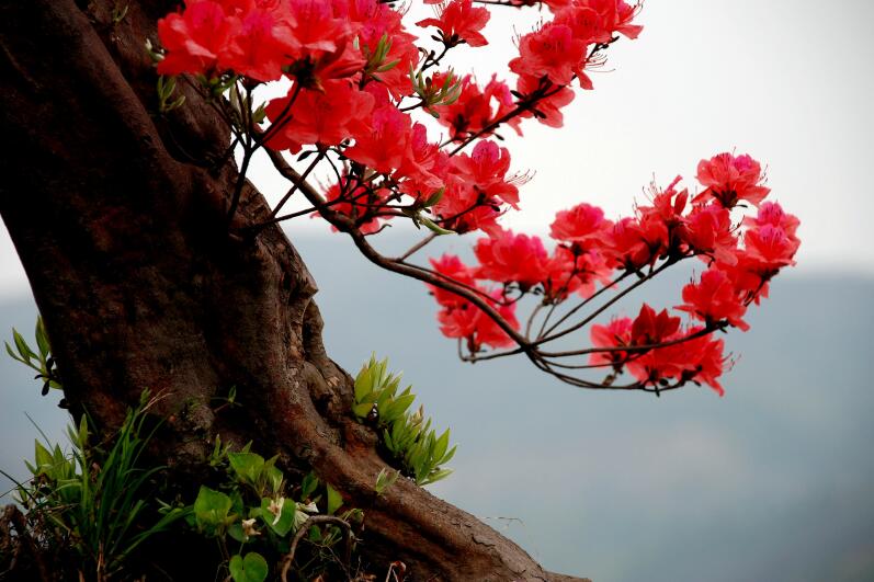 ������Ϸ���ٷ�(�й�)