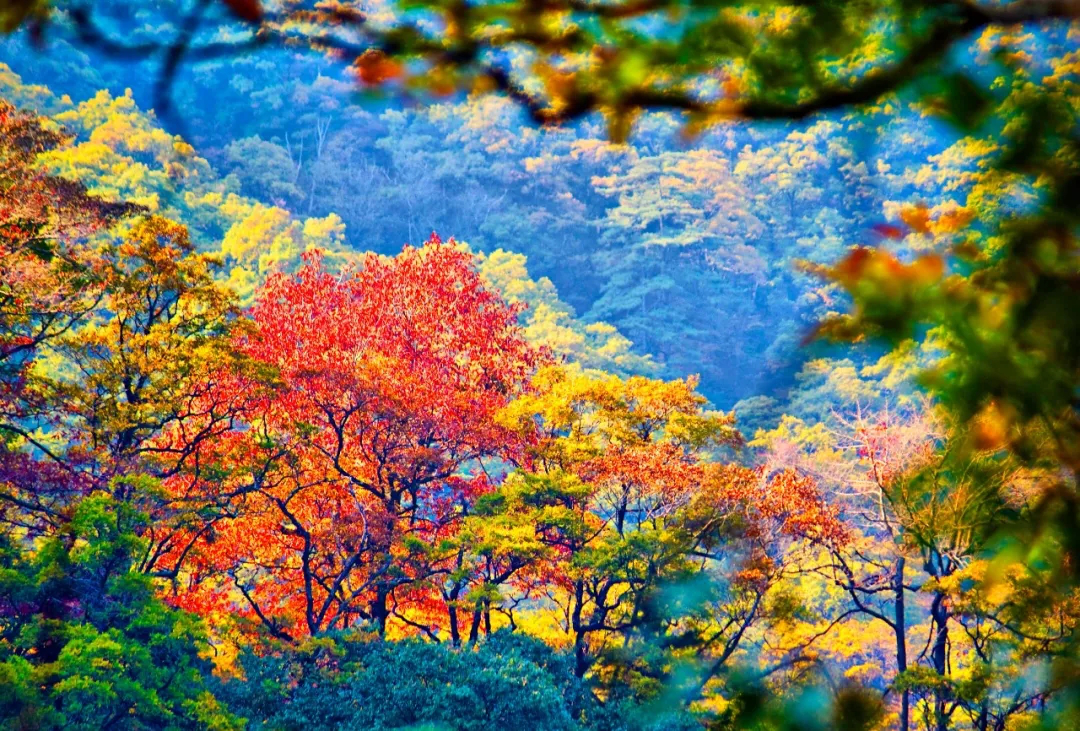 ������Ϸ���ٷ�(�й�)